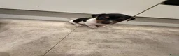 Jack Russell dogs for sale: 4 mini jack Russel puppies - Advert 2
