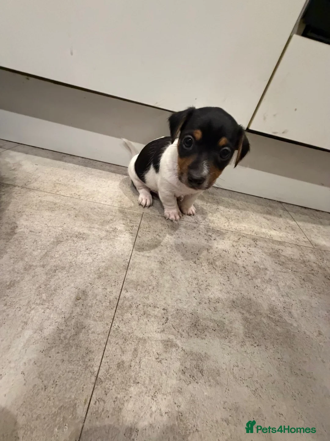 Jack Russell dogs for sale: 4 mini jack Russel puppies - Advert 2