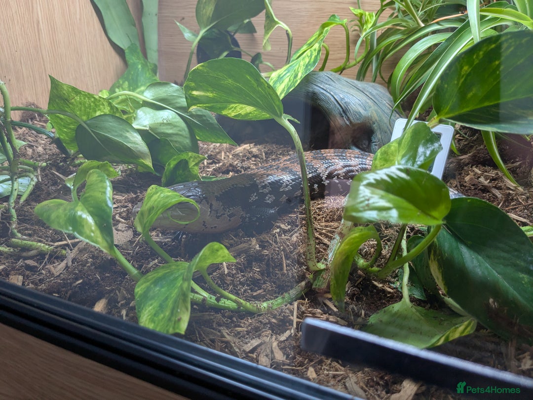 Skink reptiles for sale: Sale of Indonesian BTS - Advert 3