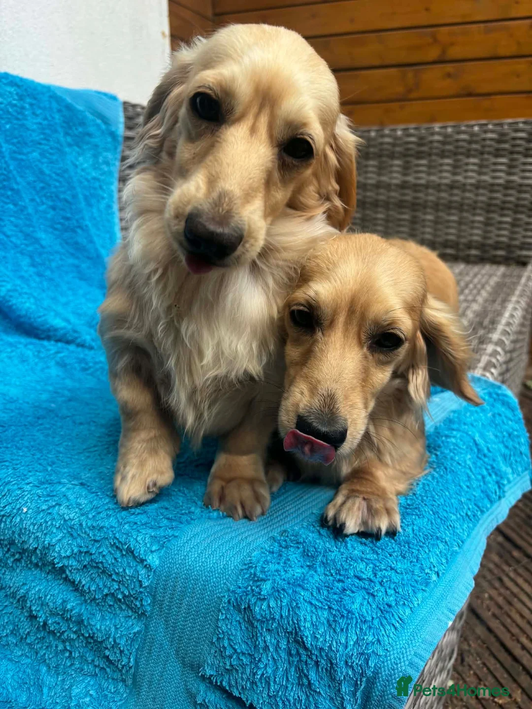 Miniature Dachshund dogs for sale: Quality shaded cream kc reg - Advert 9