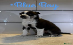 Siberian Husky dogs for sale: Husky Puppies 🩵🩷 - Image 7