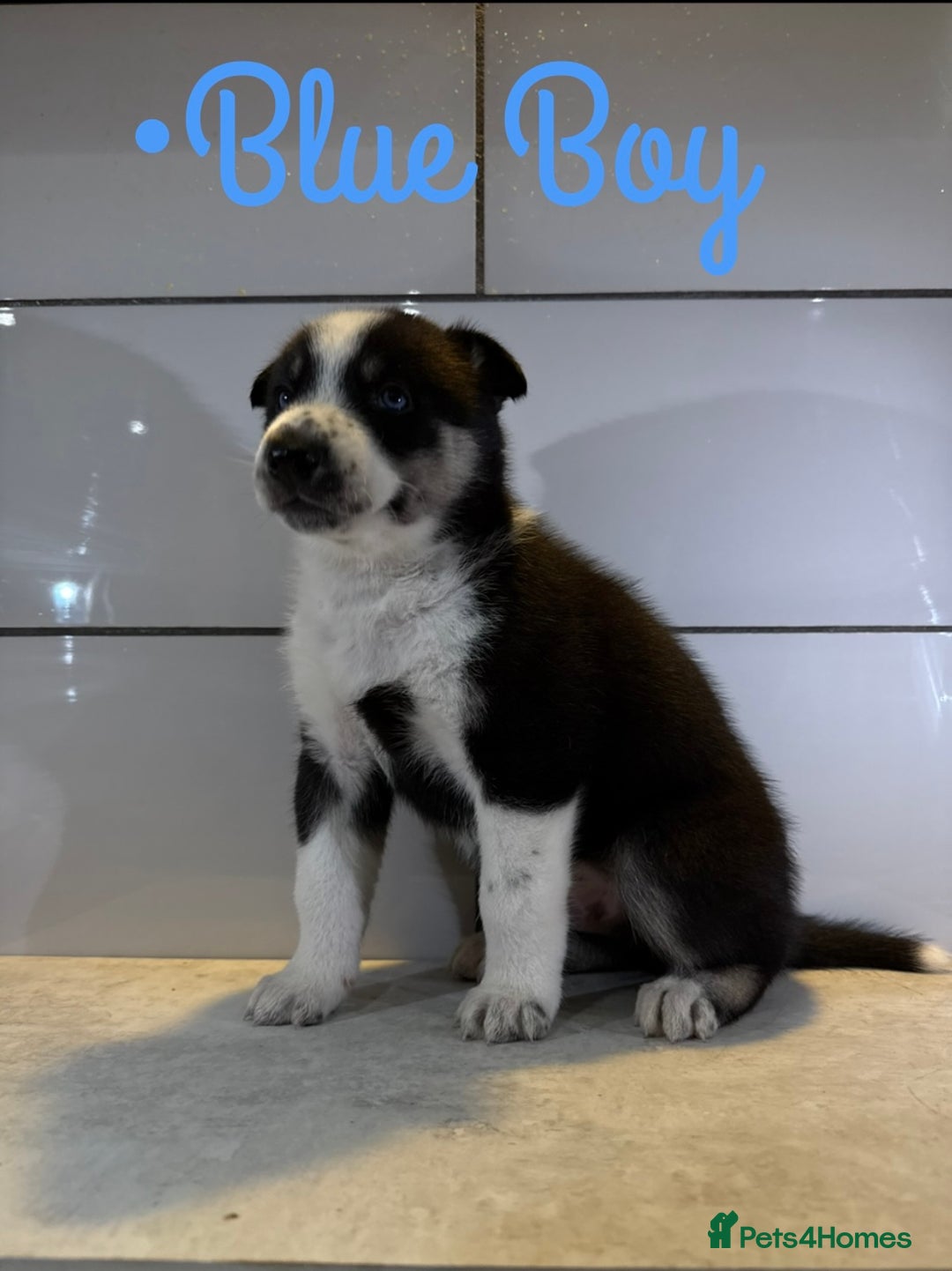 Siberian Husky dogs for sale: Husky Puppies 🩵🩷 - Image 7