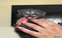 Scottish Fold cats for sale: ScottFord and British longhair  - Image 7