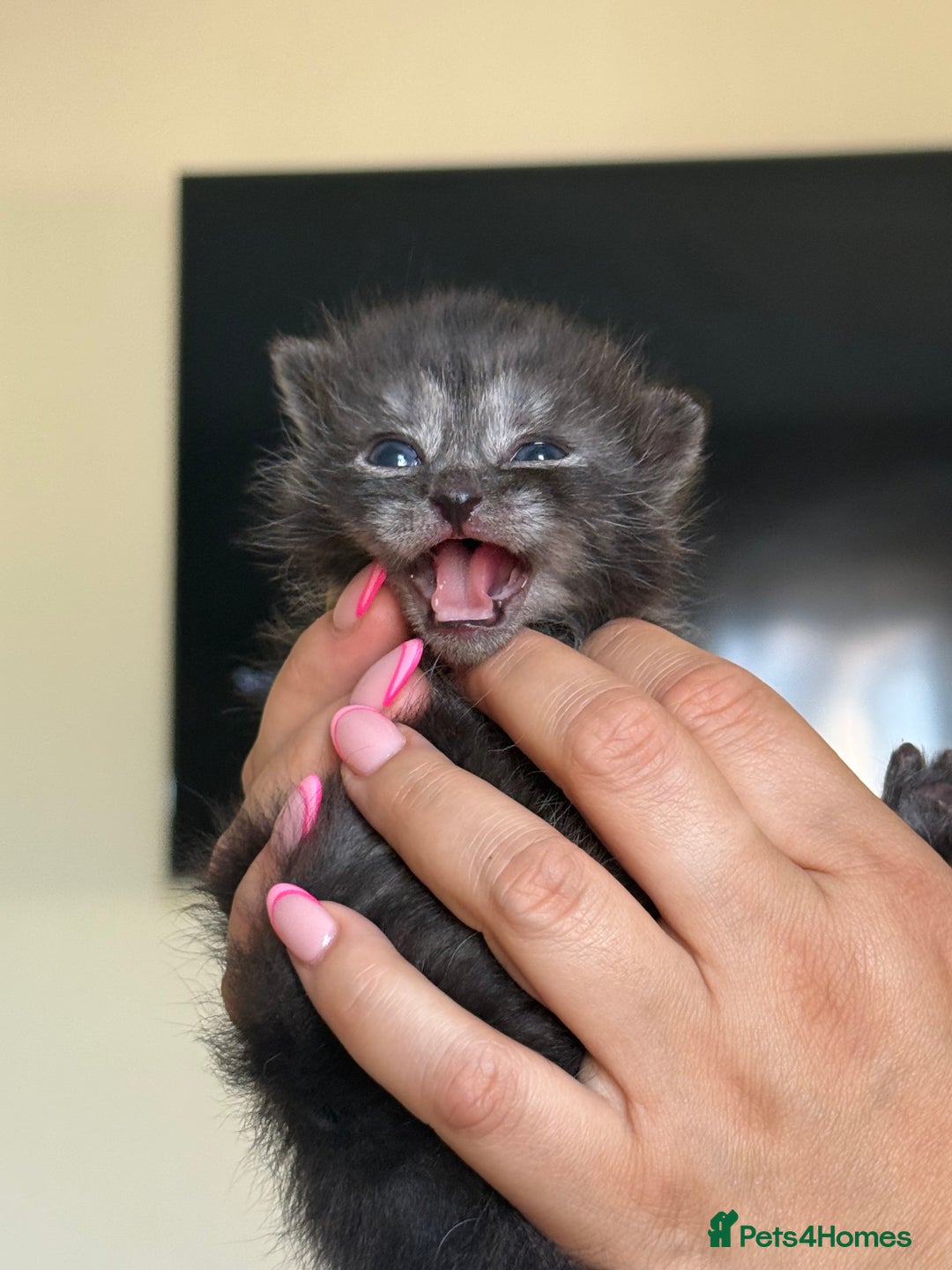 Scottish Fold cats for sale: ScottFord and British longhair  - Image 7