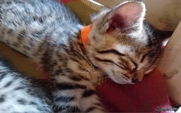 Bengal cats for sale: 6 Stunning Bengal Cross Kittens – Ready 31/10/2025 - Image 5