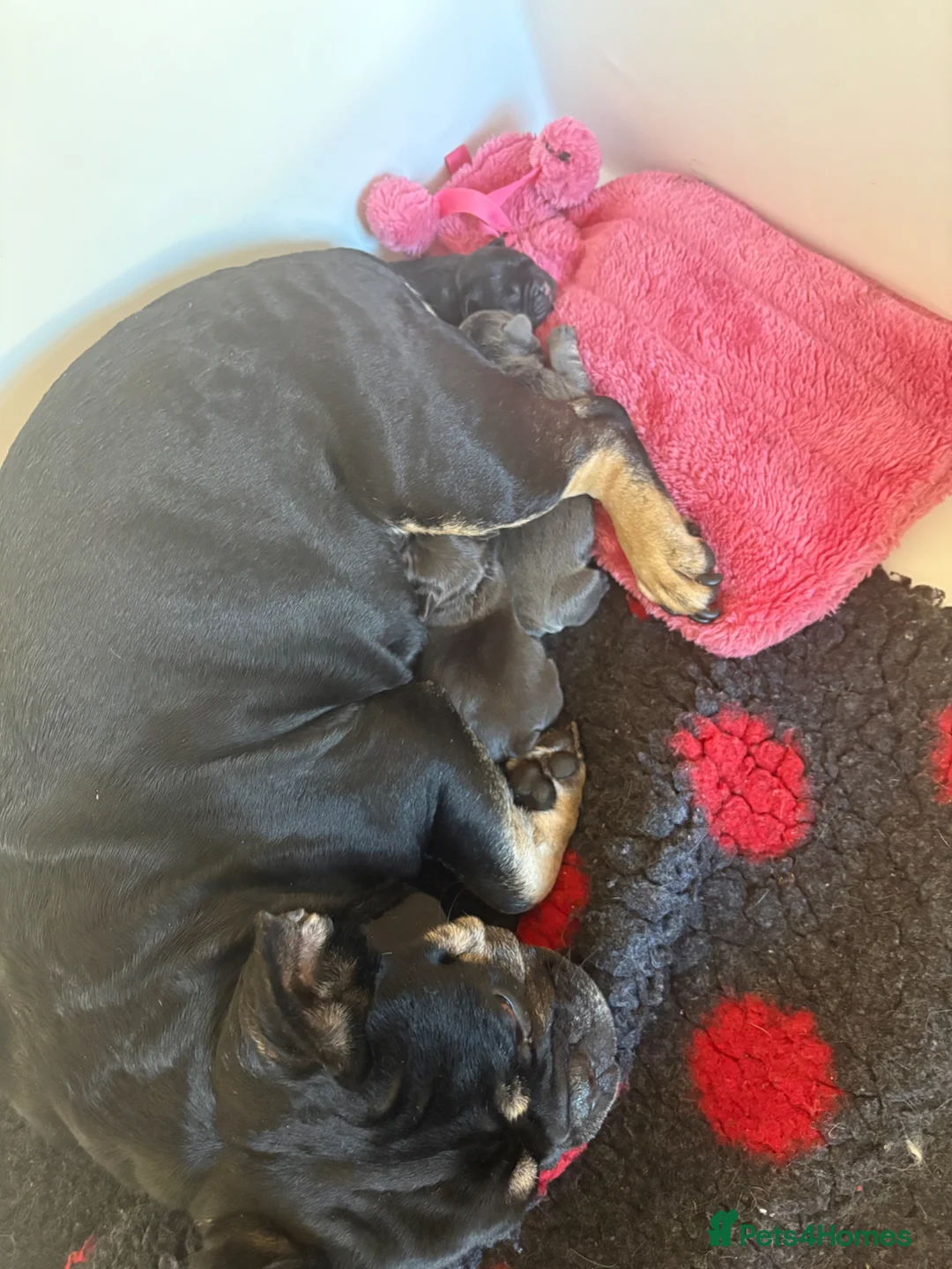 French Bulldog dogs for sale: Stunning French bulldogs  - Advert 2