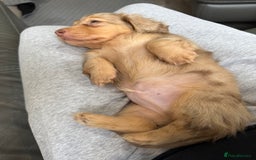 Miniature Dachshund dogs for sale: Miniature long haired dachshund  - Image 10