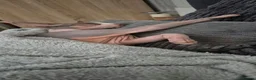 Sphynx cats for sale: Sphinx boy Stefan for rehoming  - Advert 4