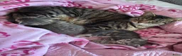 Mixed Breed cats for sale: Grey tabby British shorthair cross kittens - Advert 8