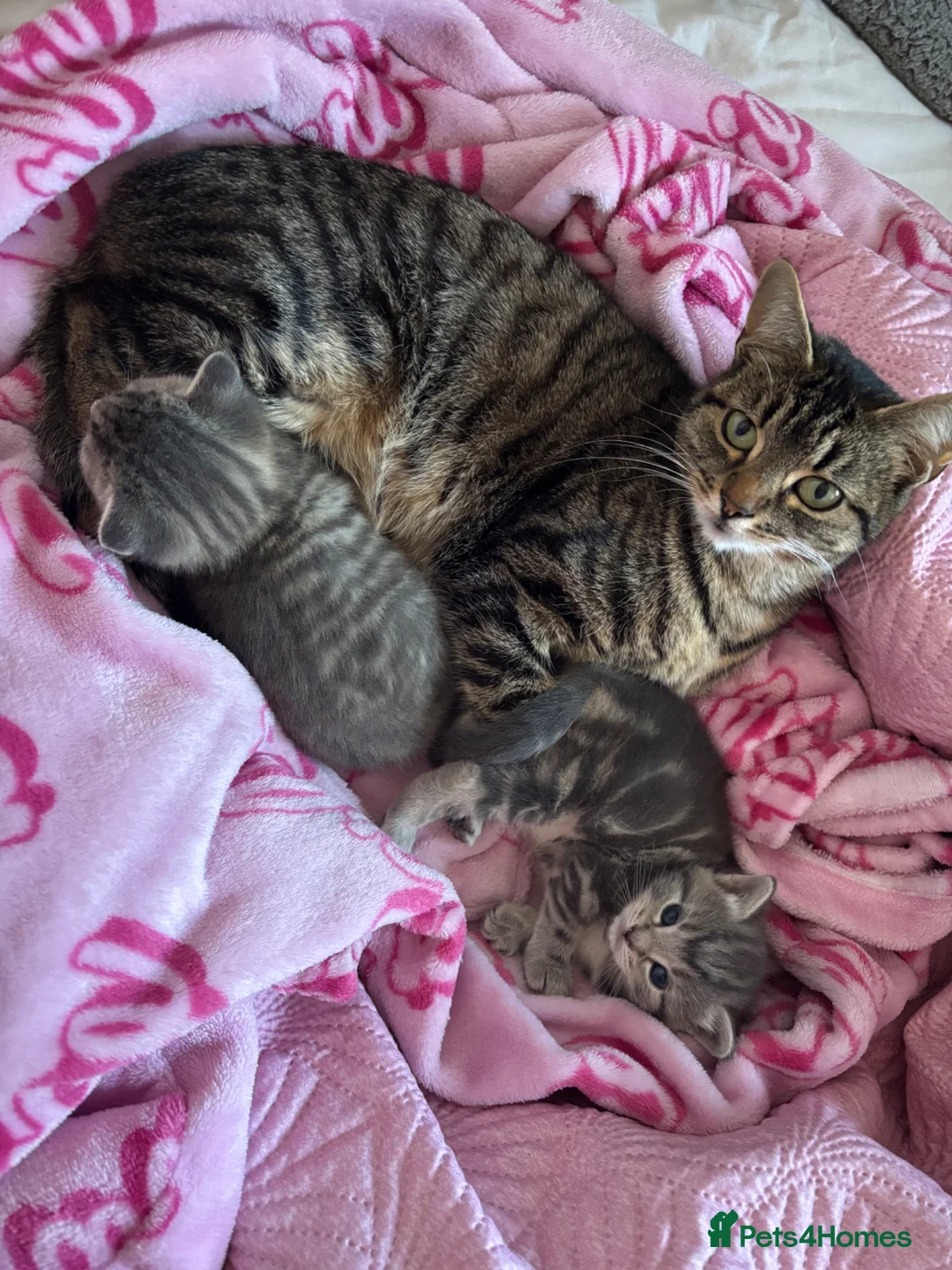Mixed Breed cats for sale: Grey tabby British shorthair cross kittens - Advert 8