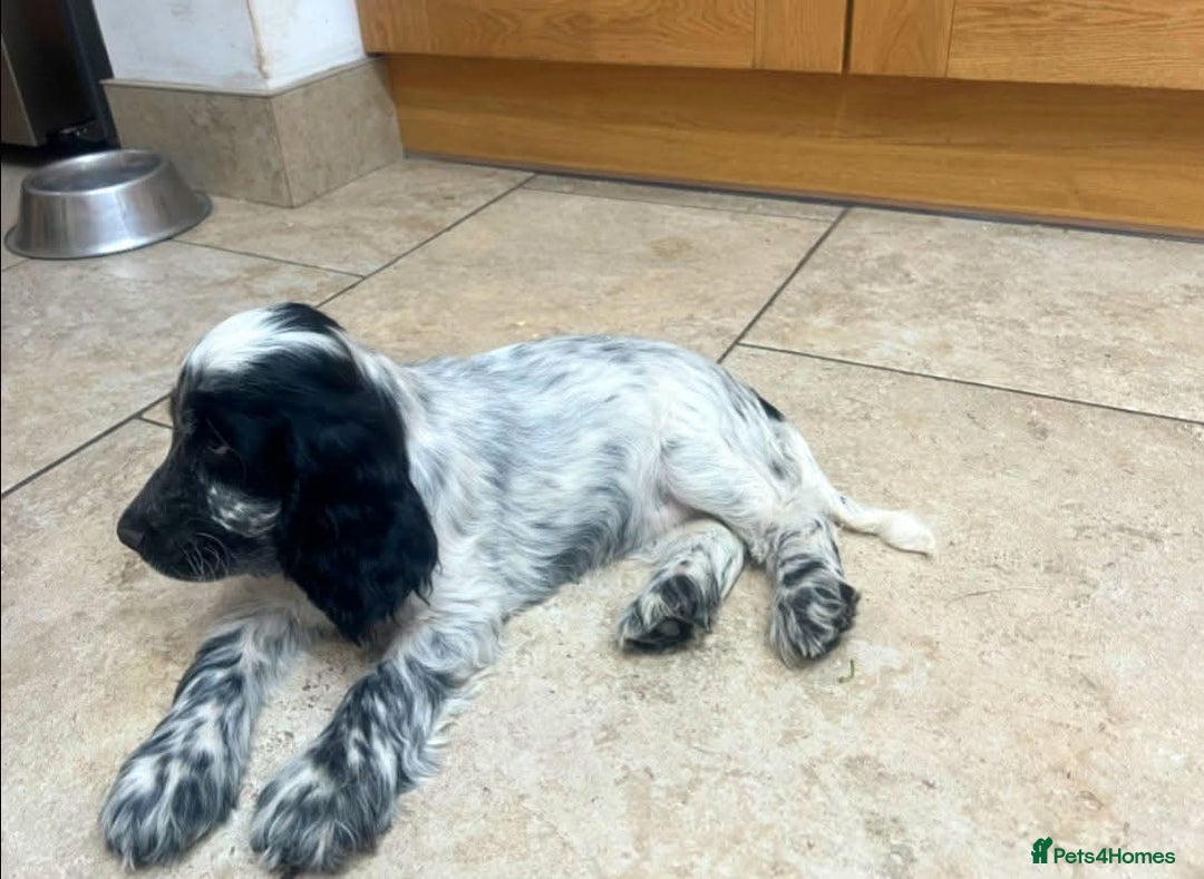 Cocker Spaniel dogs for sale: Stunning ShOw Cockers Fully vaccinated - Image 17