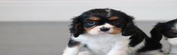 Cavalier King Charles Spaniel dogs for sale: Cavalier King Charles Puppies for sale - Advert 24