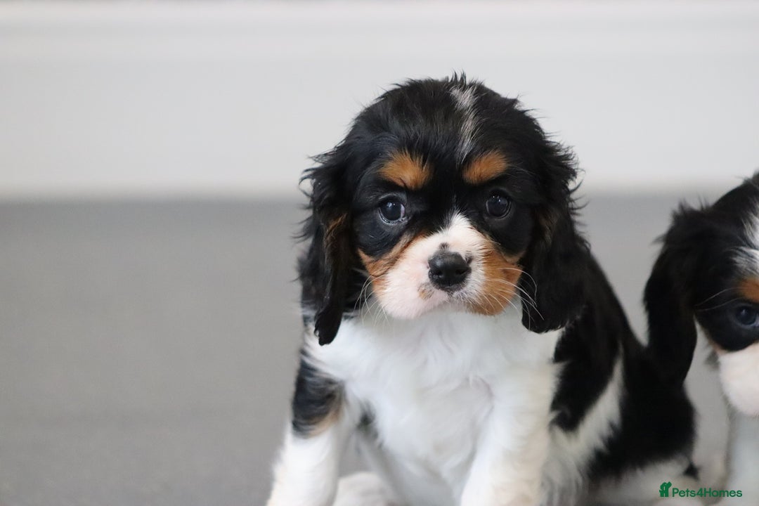 Cavalier King Charles Spaniel dogs for sale: Cavalier King Charles Puppies for sale - Advert 24