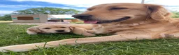 Golden Retriever dogs for sale: Golden Retriever Puppies in Thatcham - Advert 27