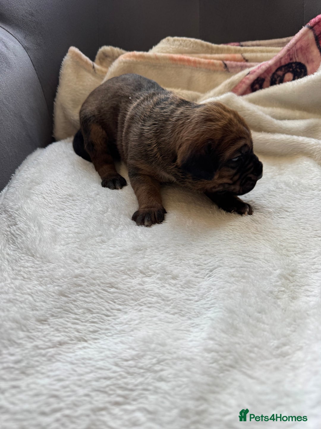 Cane Corso dogs for sale: 6 beautiful cane Corso puppies  - Advert 10