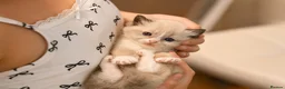 Ragdoll cats for sale: Blue Point Ragdolls | Celestial Litter - Advert 21