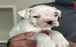 Boxer dogs for sale: Kc Beautiful White Boxer Boys   - Image 6