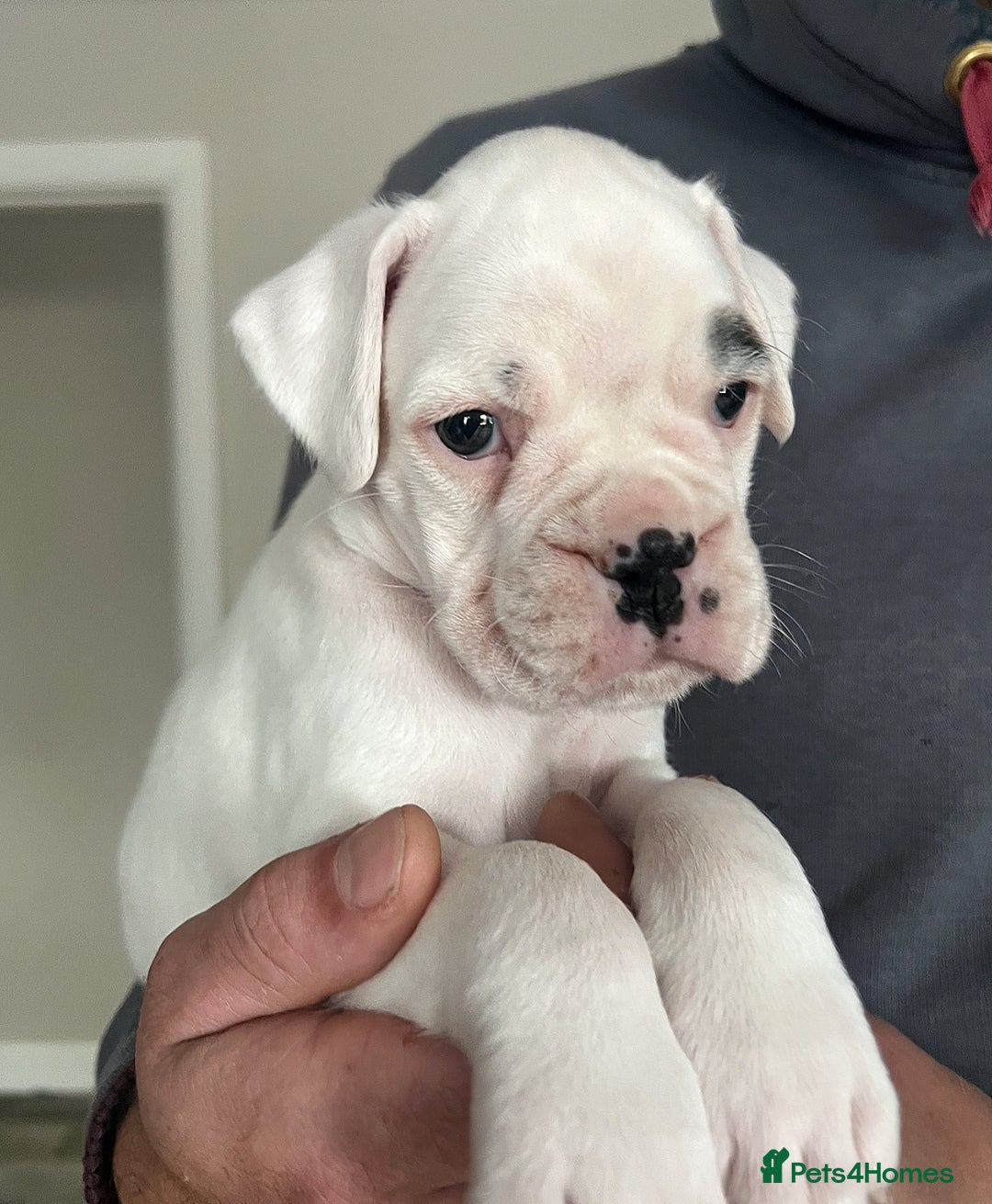 Boxer dogs for sale: Kc Beautiful White Boxer Boys   - Image 6
