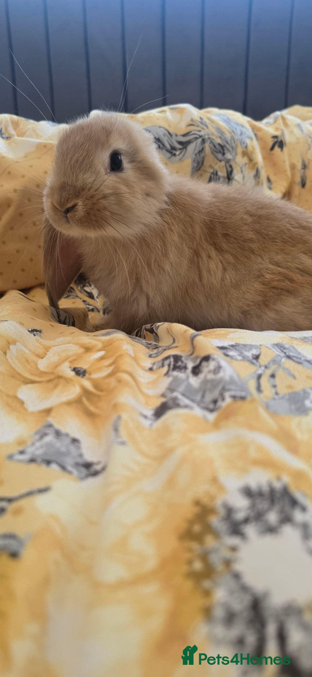 French Lop rabbits for sale: Beautiful French Lop bunnies - Image 23