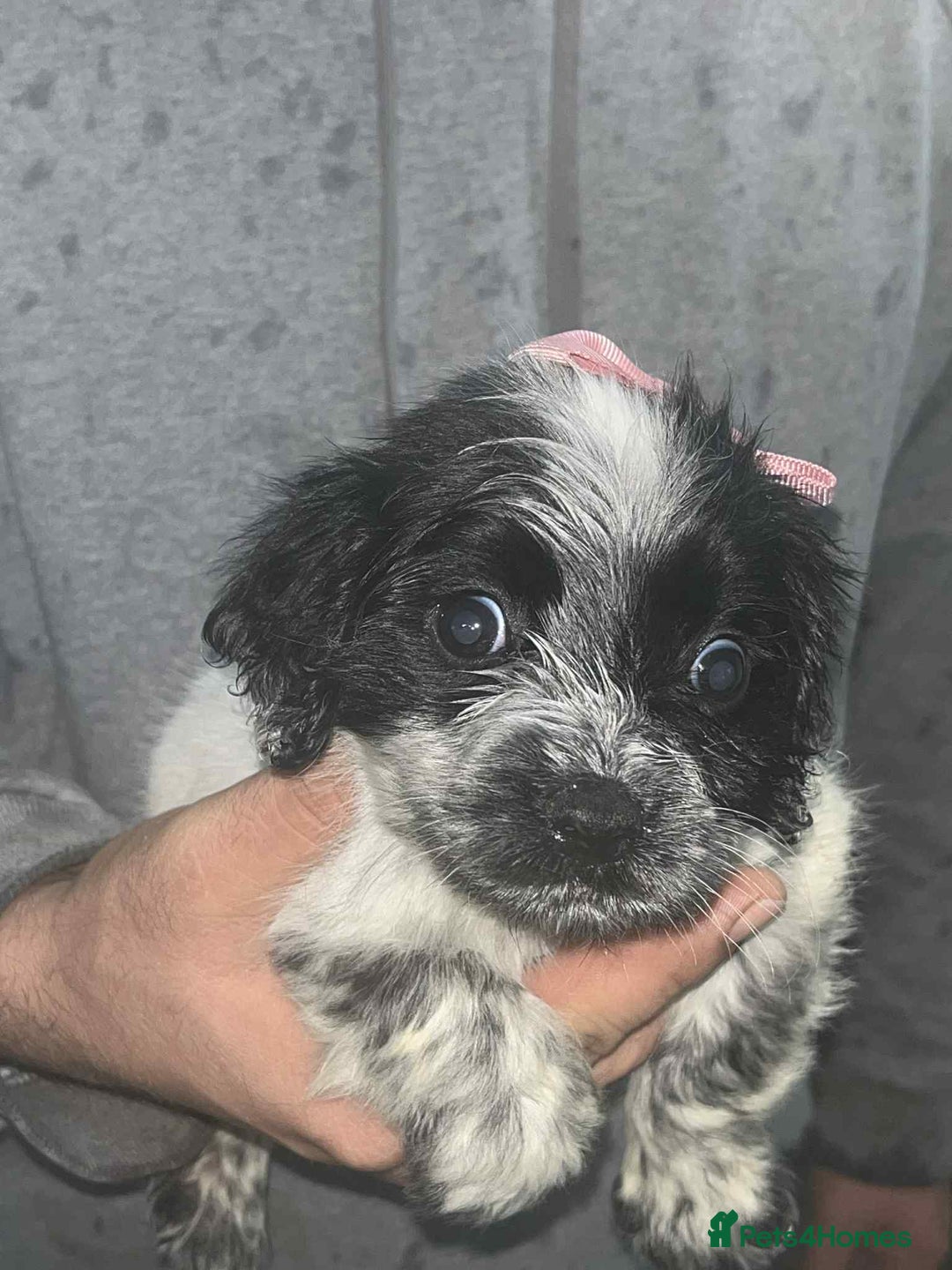 Cocker Spaniel dogs for sale: Cocker Spaniel girl puppies - Advert 7