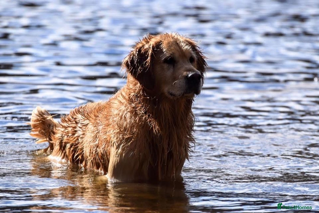 Golden Retriever dogs for stud: Jai- for stud - Advert 2