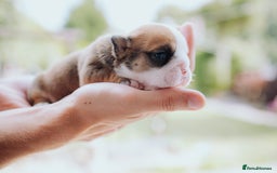 English Bulldog dogs for sale: Stunning litter of  English bulldog puppies - Image 13