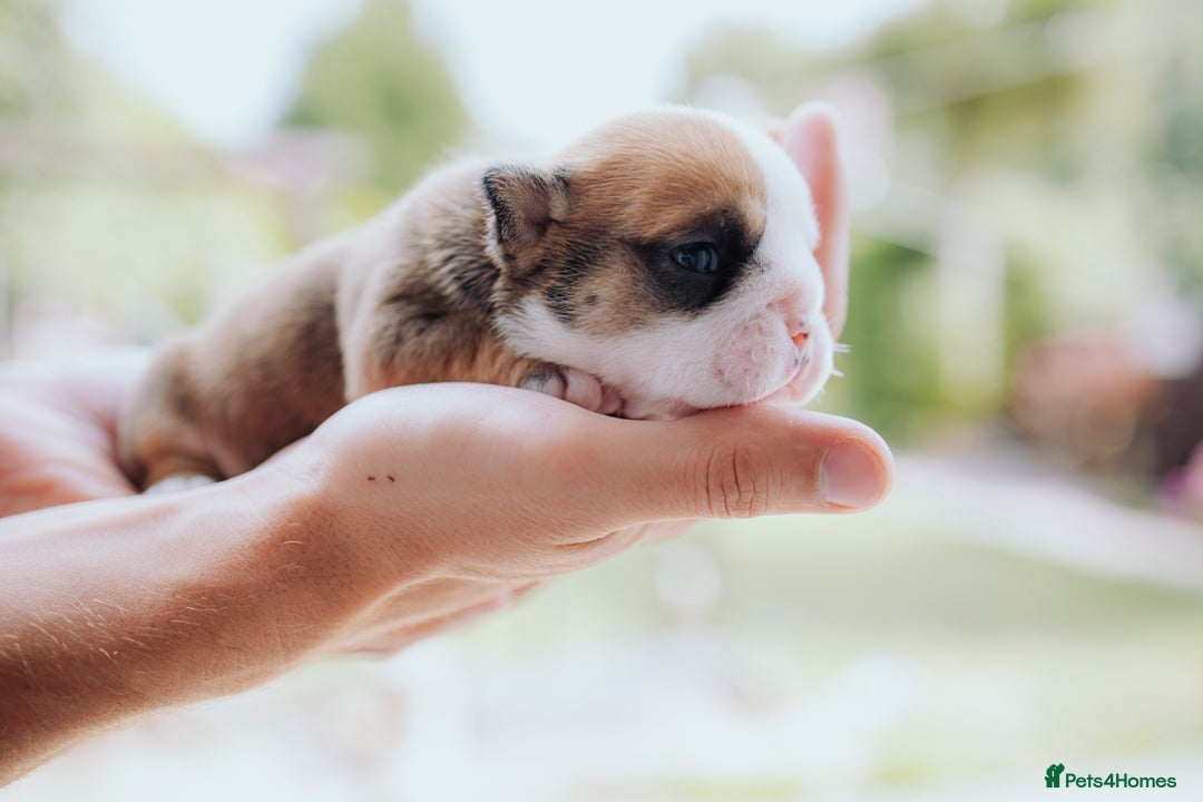 English Bulldog dogs for sale: Stunning litter of  English bulldog puppies - Image 13