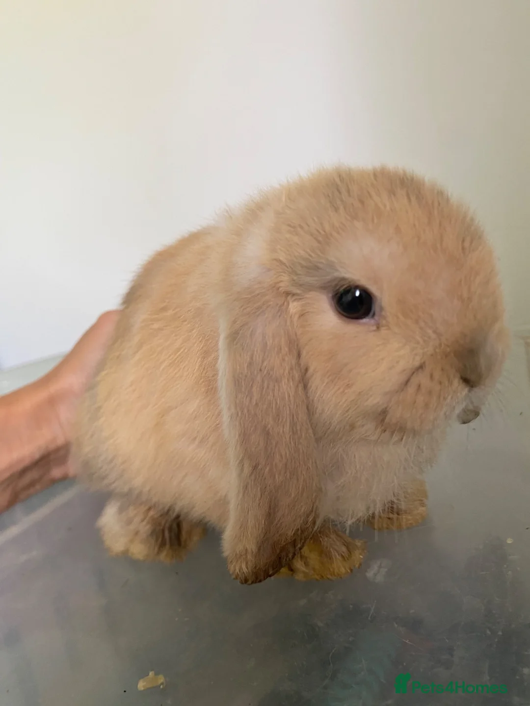 Mini Lop rabbits for sale: Beautiful pure breed mini lops - Advert 2