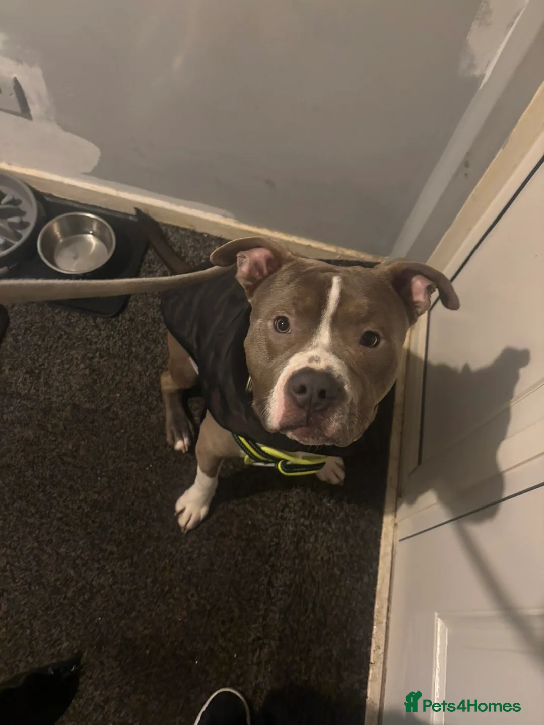 Mixed Breed dogs for sale: Zeus (male)  - Advert 3