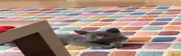 British Shorthair cats for sale: Little boys  - Advert 12