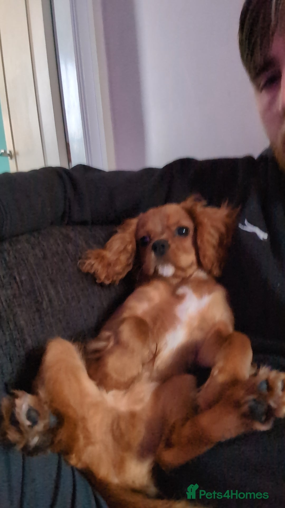 Cavalier King Charles Spaniel dogs for sale: King Charles spaniel  - Advert 4