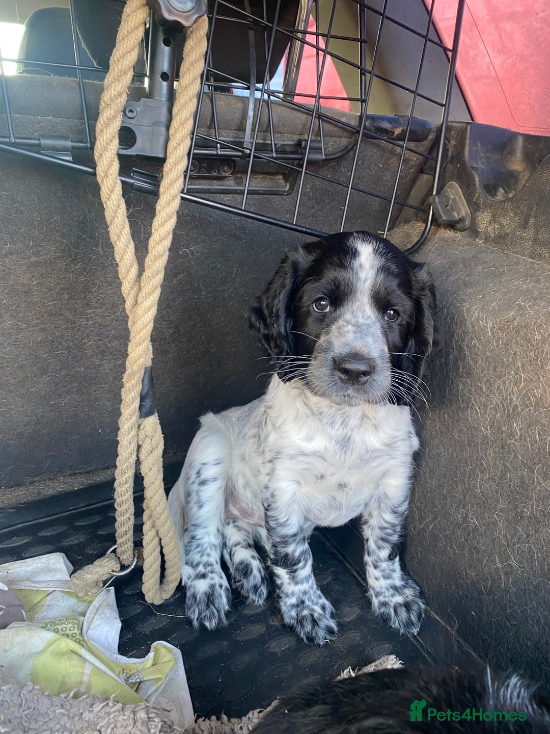 Sprocker dogs for sale: Sprocker puppy bitch  - Image 5