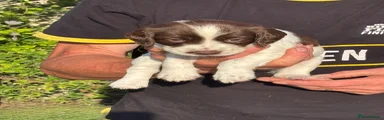 English Springer Spaniel 3