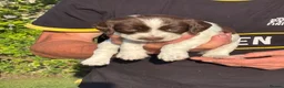 English Springer Spaniel dogs for sale: English Springer Spaniel puppies for sale. - Advert 10