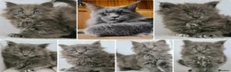Maine Coon cats for sale: DNA health tested Maine coon kittens  - Advert 1