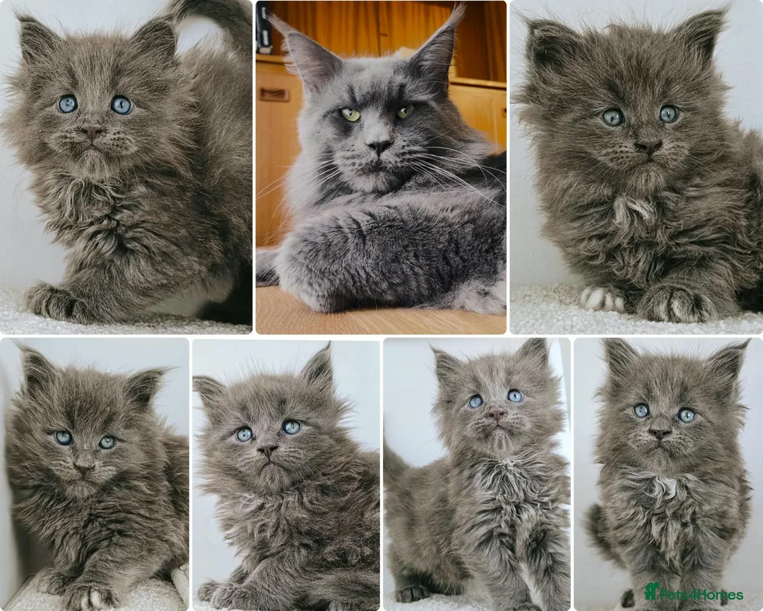 Maine Coon cats for sale: DNA health tested Maine coon kittens  - Advert 1