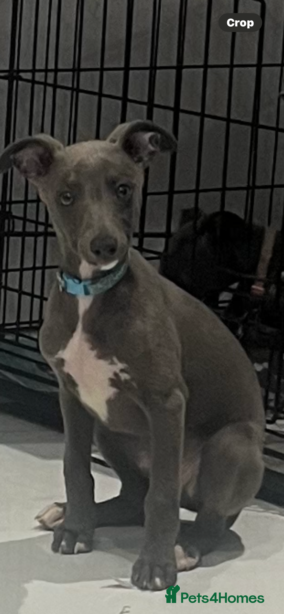 Whippet dogs for sale: Blue boy kc reg fully vaccinated and microchip  - Image 11