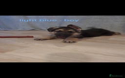 German Shepherd dogs for sale: 🐾Adorable 8-Week-Old German shepherd puppies🐾 - Image 29