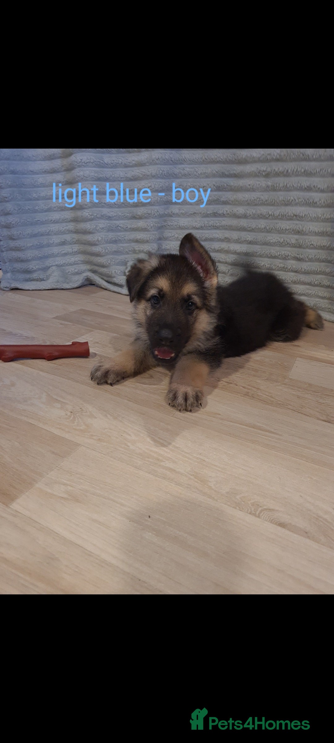 German Shepherd dogs for sale: 🐾Adorable 8-Week-Old German shepherd puppies🐾 - Image 29