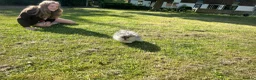 Pomeranian dogs for sale: Tiny calm boy - neutered  - Advert 7