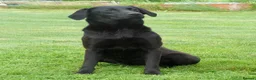 Labrador Retriever dogs for sale: OUTSTANDING LITTER OF BLACK & YELLOW PUPPIES - Advert 10