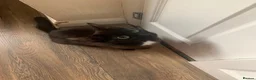 Mixed Breed cats for sale: In need of a new home! - Advert 3