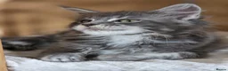 Maine Coon cats for sale: Three beautiful Maine Coon kittens - Advert 20