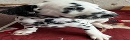 Dalmatian dogs for sale: Stunning Dalmatian puppies KC reg show winners - Advert 34