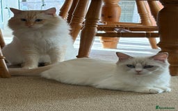 Ragdoll cats for sale: Beautiful Temperament Ragdoll Kittens  - Image 4