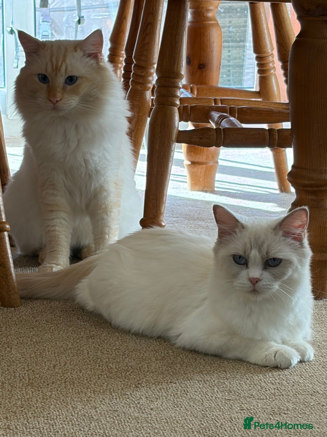 Ragdoll cats for sale: Beautiful Temperament Ragdoll Kittens  - Image 4