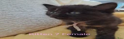 Mixed Breed cats for sale: 12 Beautifull kittens looking for a home. - Advert 32