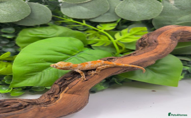 Gecko reptiles - Advert 3