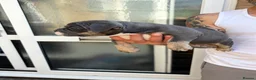 American Bully dogs for sale: Blue tri female pocket bully - Advert 14