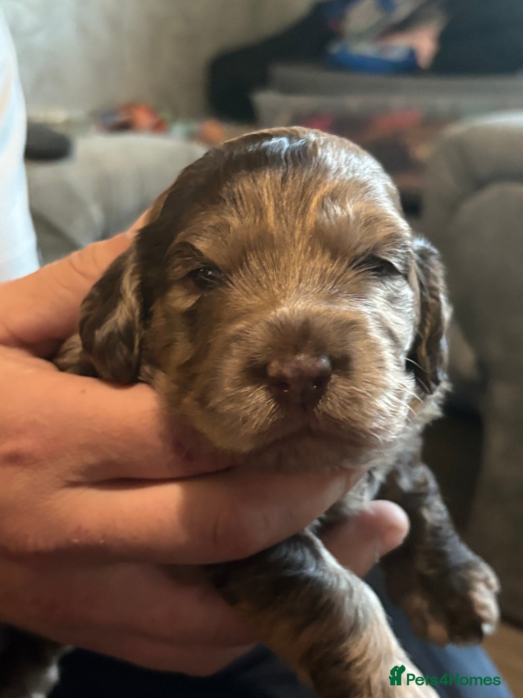 Cockapoo dogs for sale: Stunning F2 Chocolate Merle Cockapoo girl puppy - Image 7